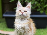 Une chatonne Maine Coon red tabby disponible à la vente (LOOF)