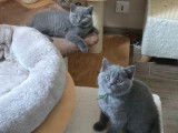 À vendre 6 chatons British Shorthair bleus (LOOF)