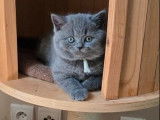 À vendre 6 chatons British Shorthair bleus (LOOF)