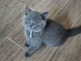 À vendre 6 chatons British Shorthair bleus (LOOF)