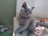 À vendre 6 chatons British Shorthair bleus (LOOF)