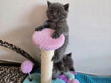 À vendre 6 chatons British Shorthair bleus (LOOF)
