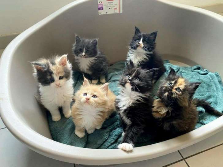À réserver 5 chatons Maine Coons (LOOF)