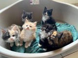 À réserver 5 chatons Maine Coons (LOOF)
