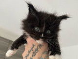 À réserver 5 chatons Maine Coons (LOOF)