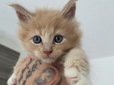 À réserver 5 chatons Maine Coons (LOOF)
