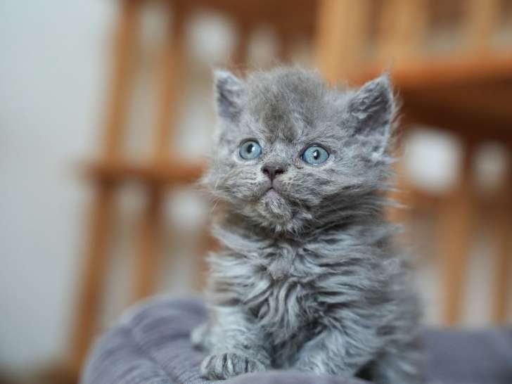 2 chatons Selkirk Rex LOOF disponibles à la réservation