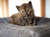 2 chatons Selkirk Rex LOOF disponibles à la réservation