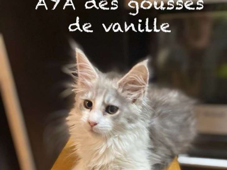 À vendre une chatonne Maine Coon bleu silver (LOOF)