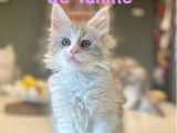 À vendre une chatonne Maine Coon bleu silver (LOOF)