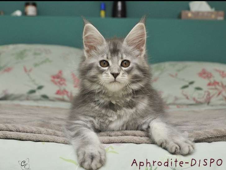 À vendre 6 chatons Maine Coons (LOOF)