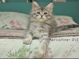 À vendre 6 chatons Maine Coons (LOOF)