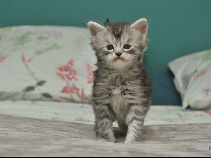 6 chatons Maine Coons LOOF à réserver