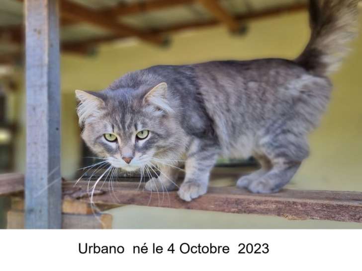 Un chat Sibérien bleu tabby LOOF d’un an pour une saillie