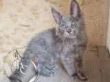 4 chatons mâles Maine Coons disponibles à la réservation (LOOF)