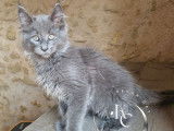 4 chatons mâles Maine Coons disponibles à la réservation (LOOF)