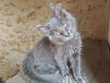 4 chatons mâles Maine Coons disponibles à la réservation (LOOF)