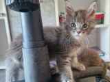 4 chatons mâles Maine Coons disponibles à la réservation (LOOF)
