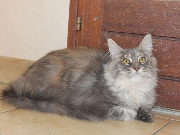 2 chatons femelles Maine Coon disponibles à la réservation (LOOF)