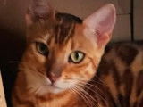 Chatte Bengal LOOF disponible à l’achat