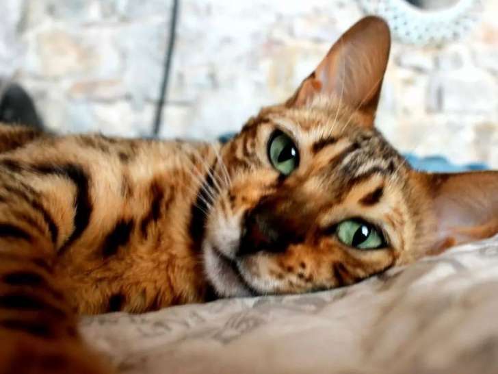 Chatte Bengal LOOF disponible à l’achat