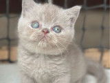À réserver, une chatonne British Shorthair (LOOF)