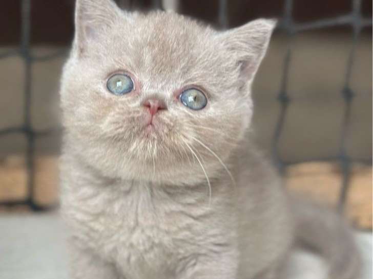 À réserver, une chatonne British Shorthair (LOOF)