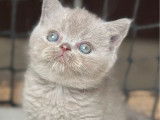 À réserver, une chatonne British Shorthair (LOOF)