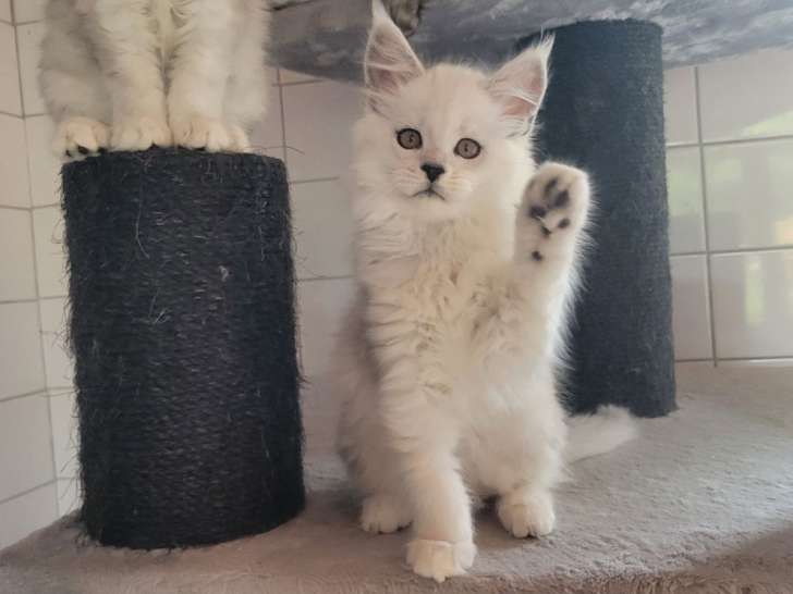 2 chatons femelles Maine Coon LOOF à réserver