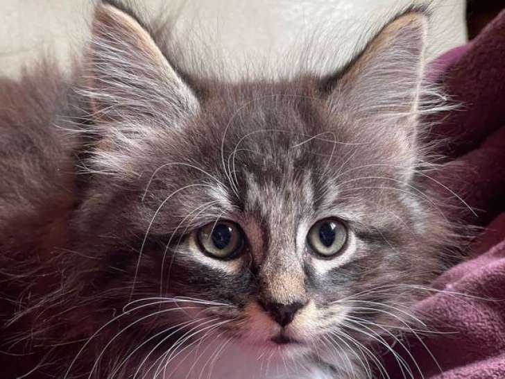 4 chatons Norvégiens LOOF à vendre