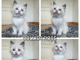À réserver, 2 chatons mâles Ragdoll (LOOF)