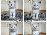 À réserver, 2 chatons mâles Ragdoll (LOOF)