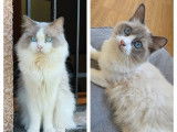 À réserver, 2 chatons mâles Ragdoll (LOOF)