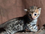 5 chatons Bengal LOOF à réserver