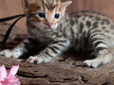 5 chatons Bengal LOOF à réserver
