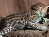 5 chatons Bengal LOOF à réserver