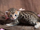 5 chatons Bengal LOOF à réserver