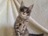À vendre, 1 chaton mâle Maine Coon (LOOF)