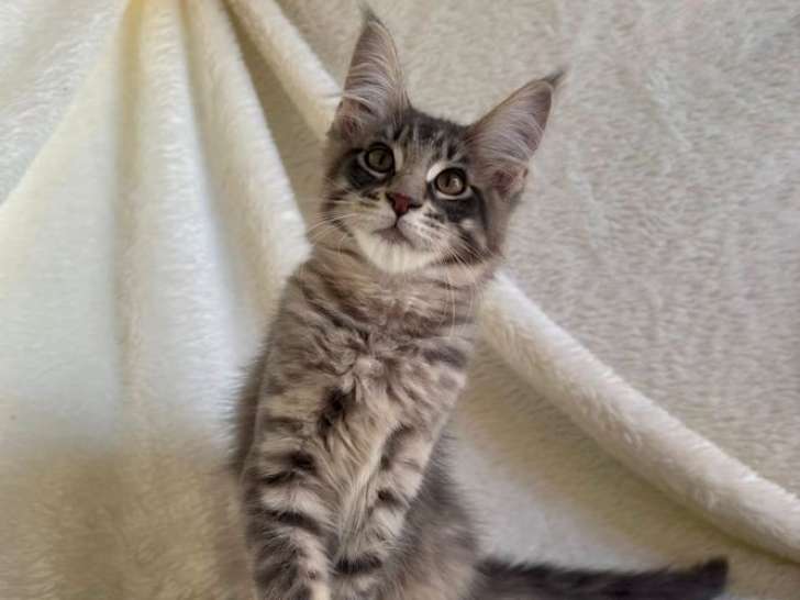 À vendre, 1 chaton mâle Maine Coon (LOOF)