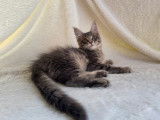 À vendre, 1 chaton mâle Maine Coon (LOOF)