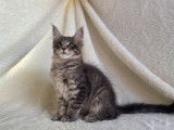 À vendre, 1 chaton mâle Maine Coon (LOOF)