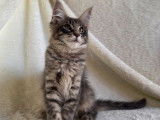 À vendre, 1 chaton mâle Maine Coon (LOOF)