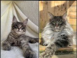 À vendre, 1 chaton mâle Maine Coon (LOOF)