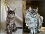 À vendre, 1 chaton mâle Maine Coon (LOOF)