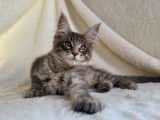 À vendre, 1 chaton mâle Maine Coon (LOOF)