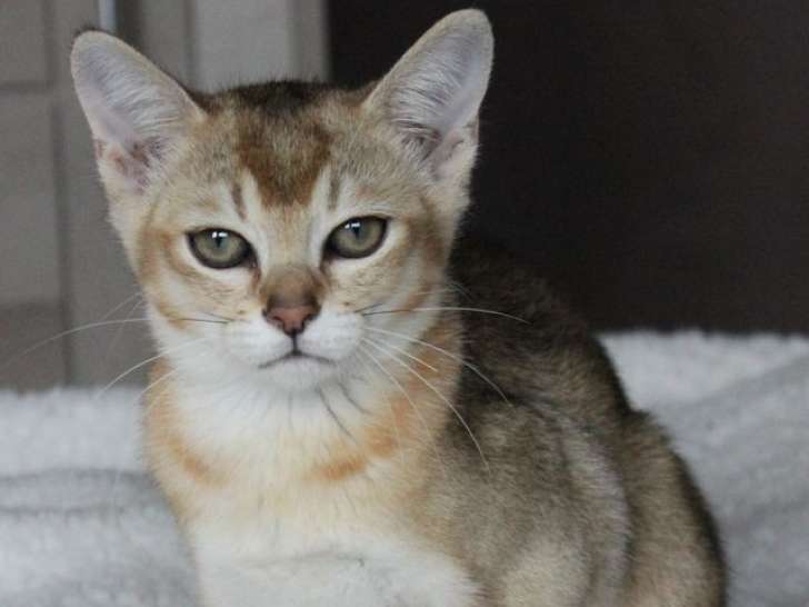 2 chatons mâles Burmilla à vendre (LOOF)