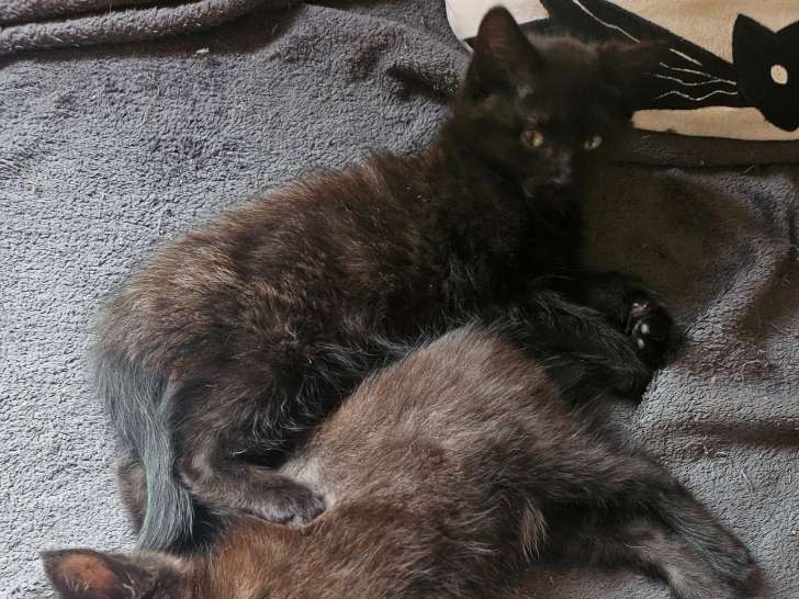 Ursula, chatonne à adopter
