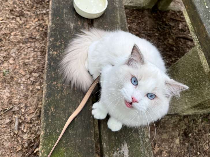 Mâle Ragdoll lilac LOOF disponible pour saillie