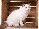 Mâle Ragdoll lilac LOOF disponible pour saillie