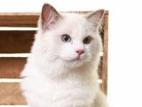 Mâle Ragdoll lilac LOOF disponible pour saillie